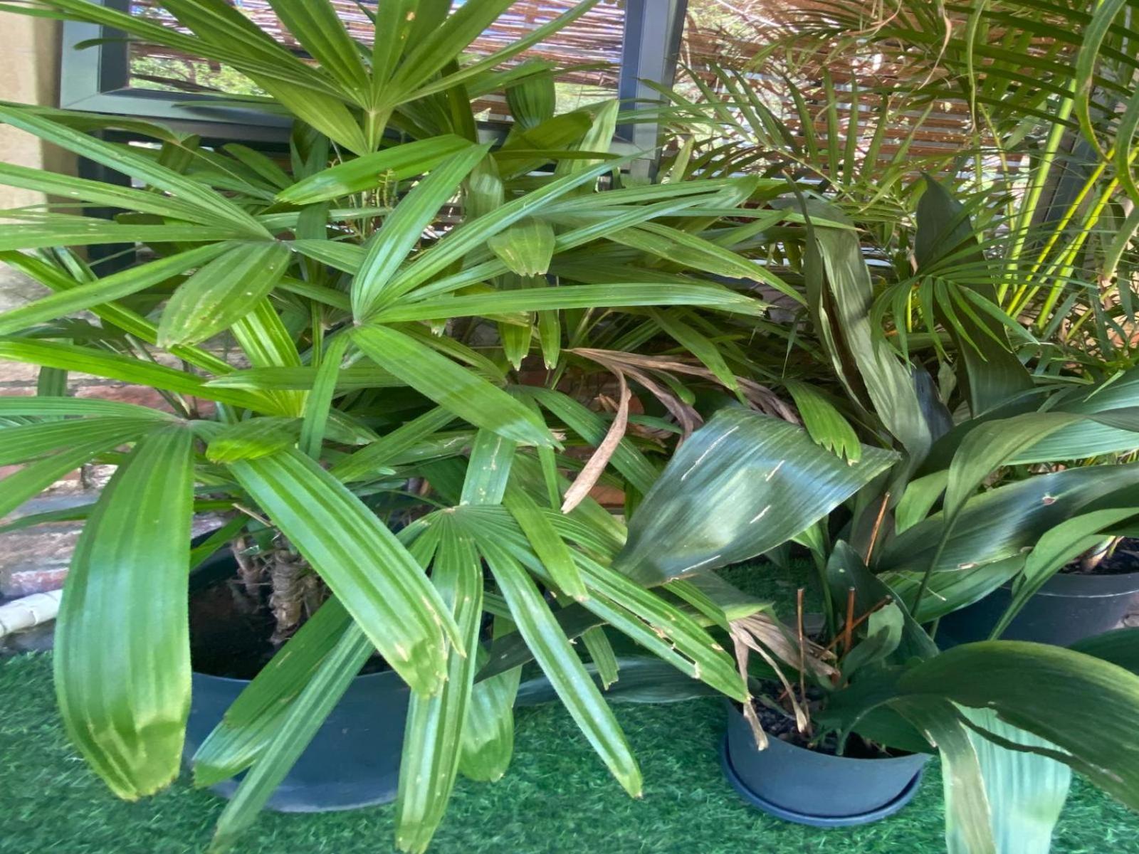 Aloe Guesthouse Klerksdorp Room photo